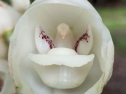 Festival de la Flor del Espíritu Santo se Realizará del 31 de Agosto al 3 de Septiembre