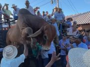 Desfile de Carretas, Cultura, el Folklore y el Toro Suelto en Pedasí, una Festividad que Promueve las Tradiciones y el Turismo