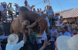 Desfile de Carretas, Cultura, el Folklore y el Toro Suelto en Pedasí, una Festividad que Promueve las Tradiciones y el Turismo