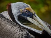 Panamá Celebra Mañana el Día de las Aves Migratorias con el Global Big Day