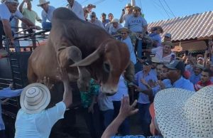 Pedasí se Viste de Tradición con el Desfile de la Carreta, el Folklore y el Toro Suelto del 23 al 26 de Octubre