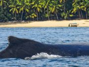 Panama, the Ideal Destination to Enjoy the Biggest Show in the Ocean