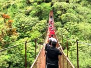 Hanging Bridges Over the Treetops, an Adventure in the Heights of Chiriqui