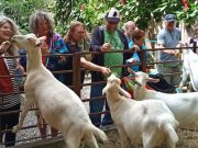 Milky Way Farms, an Organic Farmhouse in Boquete Where Visitors Get to Enjoy Up Close the Life of Goats
