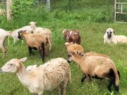 Coquira Soil Project, Agro Ecological Farm Where Visitors Can Enjoy Regenerative Tourism