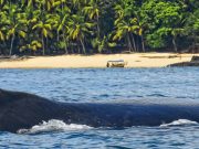 Panama is Home to the Ocean’s Greatest Show