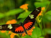 El Valle de Anton, a Natural Destination with a Wide Variety of Activities to Enjoy