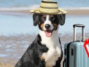 Moving to Panama also Means Planning Everything That is Require to Bring Your Pet