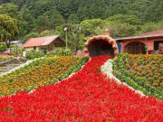 Start 2026 with Colors, Aromas, and Traditions at the Flower and Coffee Fair