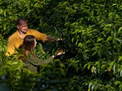 Coffee: A New Tourist Destination Reflecting Panamanian Identity