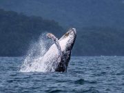 Los Visitantes Más Grandes del Mundo están Llegando a Pedasí