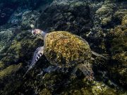 Parque Nacional Coiba, una Maravilla Natural llena de Vida Marina y Fauna Única en el Mundo
