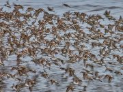 Aeropuerto de Tocumen Alerta Ante el Retorno de las Aves Migratorias Provenientes de Suramérica y Norteamérica