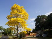 Realizan Siembra Masiva de Guayacán en la Avenida Balboa con el Objetivo de Embellecer la Ciudad de Panamá