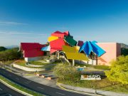 Biomuseo Promueve el Avistamiento de Aves Durante el Mes de Julio