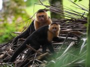Mi Ambiente Instruye Plan de Acción para Fortalecer la Conservación e Investigación Científica en el Parque Nacional Coiba
