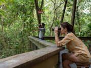 Panamá entre los Diez Países del Mundo con Más Especies de Aves Vistas Durante el Global Big Day