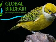 Panamá Tendrá por Primera Vez una Delegación Oficial en el Global Bird Fair en Inglaterra