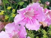 IX Expoflora de Panamá 2025 se Realizará del Jueves 18 al Viernes 19 de Septiembre en Coclé