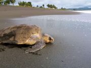 La IX Feria de la Tortuga en Playa Mata Oscura se Realizará del 12 al 14 de Septiembre