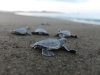 Playa Mata Oscura, un Paraíso Natural para la Conservación de Tortugas