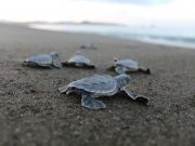 Playa Mata Oscura, un Paraíso Natural para la Conservación de Tortugas