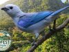 Festival de Aves y Biodiversidad se Realizará del 15 al 17 de Mayo en El Valle de Antón