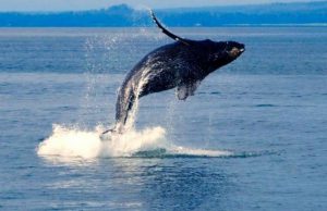 Mariato: Donde el Mar, el Cielo y la Comunidad se Vuelven Uno