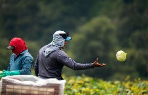 Chiriquí: Desarrollo Agroindustrial y Potencial Logístico con Proyección Internacional