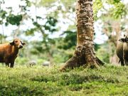 Recorrer Panamá es una Aventura que Sorprende en Cada Destino