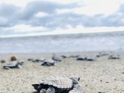 X Feria de la Tortuga Marina 2026: se Realizará del 18 al 20 de Octubre en Mata Oscura, Veraguas